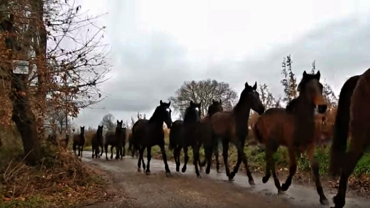 Herd Of Horses Show Off Their Majesty - Such A Beautiful Sound Of Horses Hooves
